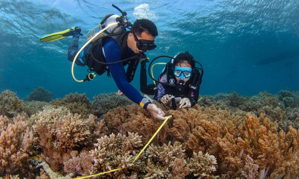 Not Only Dive 1