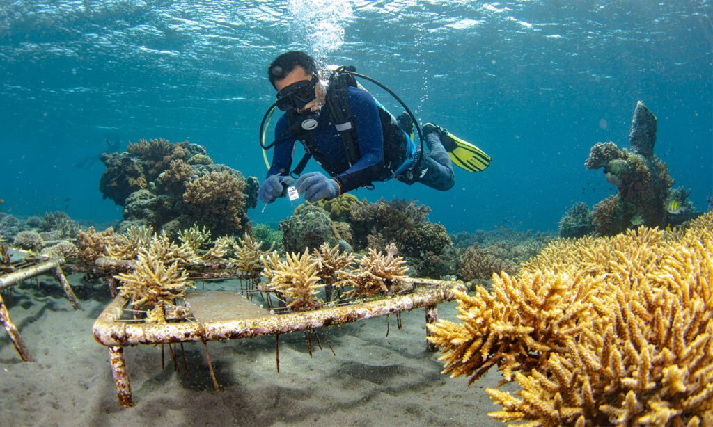 Not Only Dive 2
