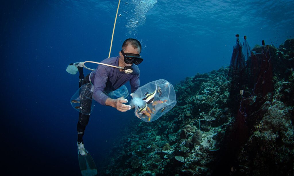 Not Only Dive 3