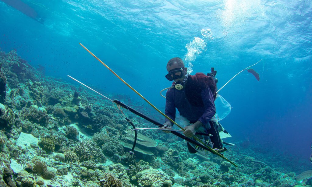 Not Only Dive 4